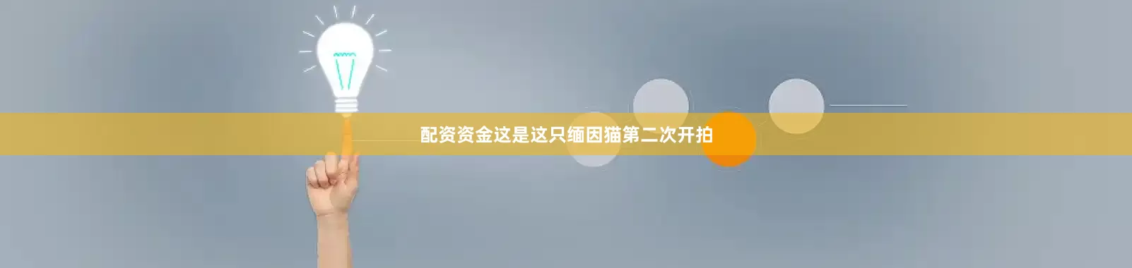 配资资金这是这只缅因猫第二次开拍
